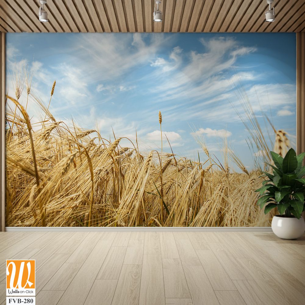 Rustic wheat field against a blue sky [WP-FVB-280]