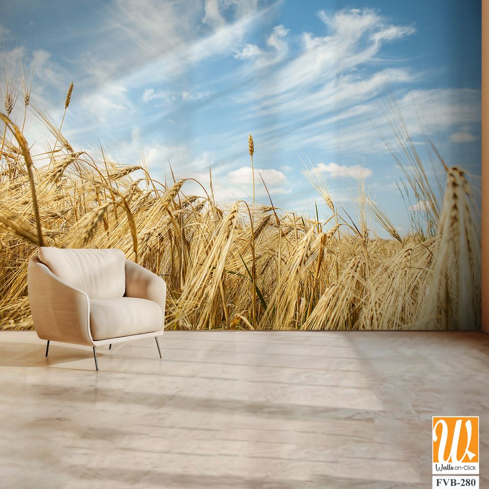 Rustic wheat field against a blue sky [WP-FVB-280]