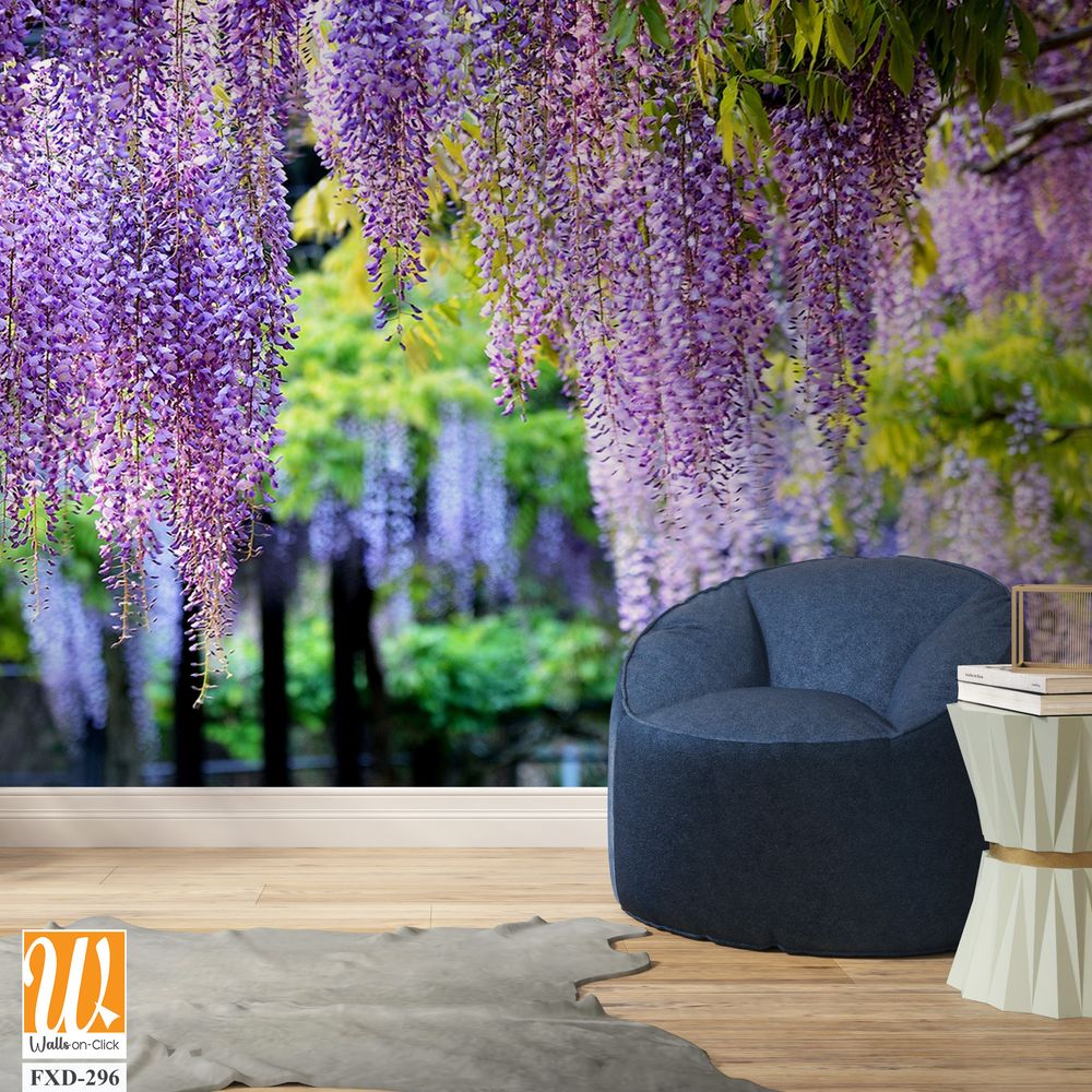 Wisteria in full bloom Wallpaper [WP-FXD-296]