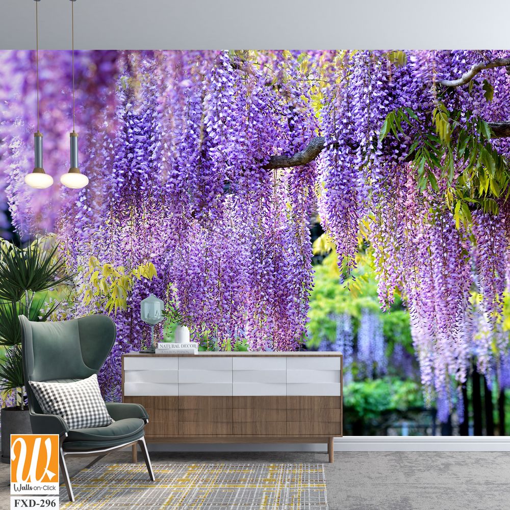 Wisteria in full bloom Wallpaper [WP-FXD-296]