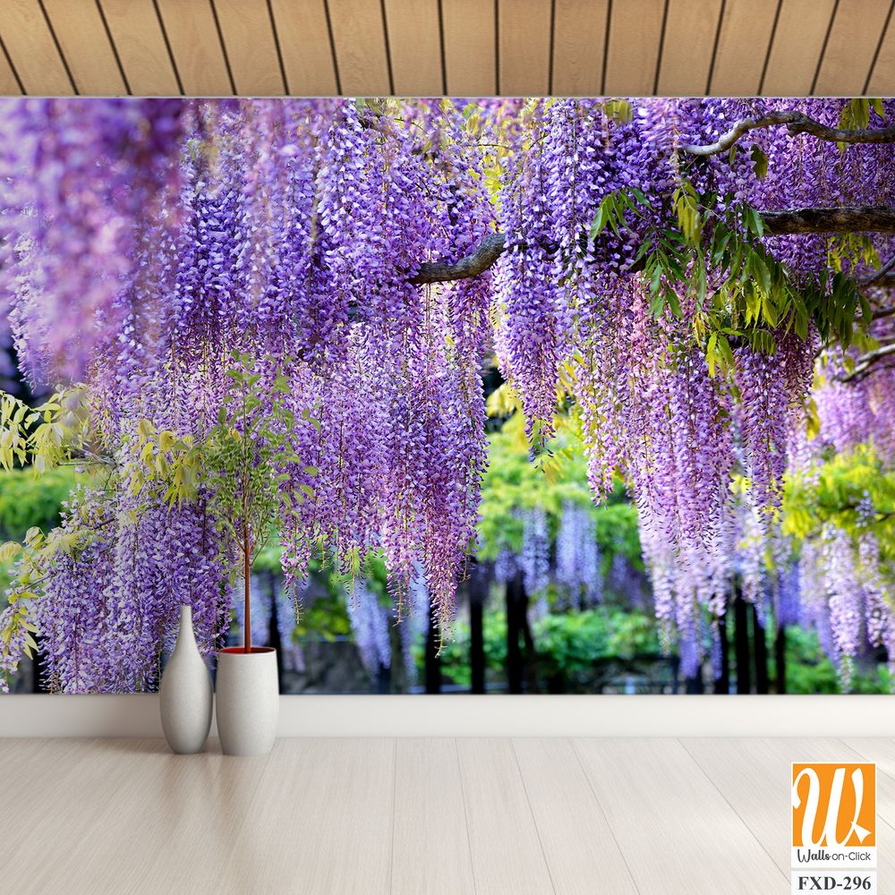 Wisteria in full bloom Wallpaper [WP-FXD-296]