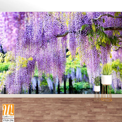 Wisteria in full bloom Wallpaper [WP-FXD-296]