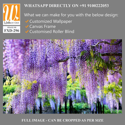 Wisteria in full bloom Wallpaper [WP-FXD-296]